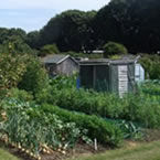 Allotments West Tarring small