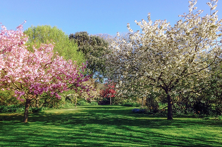 Highdown Gardens - blossom trees
