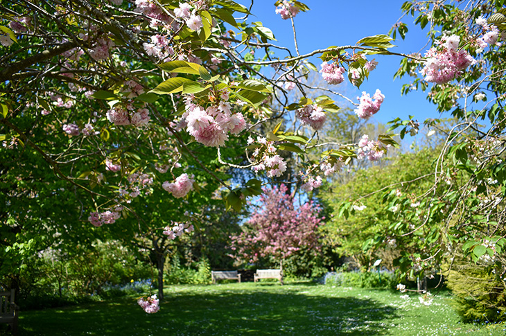 Cherry blossom in the Middle Garden at Highdown gardens