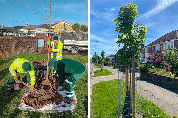 PR24-060 - The council's parks team planting a tree in Goring, and some of the trees planted in Sompting Ave, Worthing