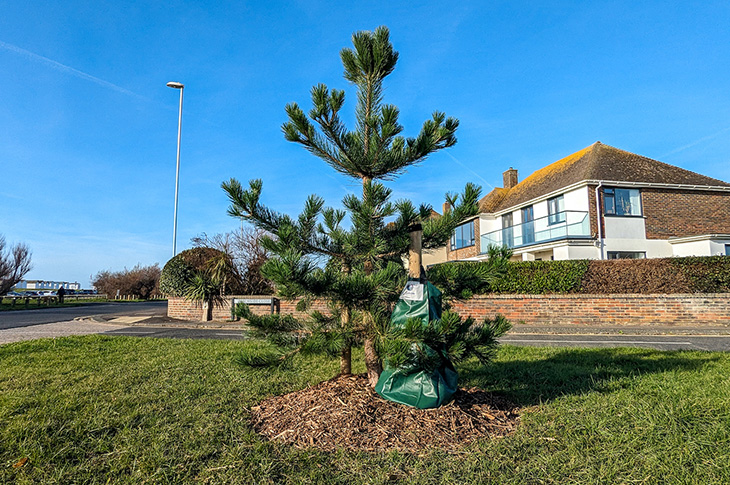 PR24-060 - A community-sponsored tree planted at Beachside Close, Goring