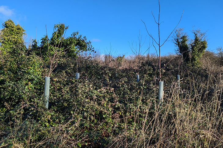 PR25-003 - New young trees planted to replace trees that were cut down in previous years