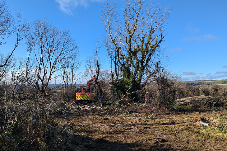 PR25-003 - Ash trees being cut down at at Lancing Ring