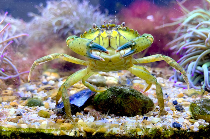Coastal Office, Worthing - A shoreline crab in Rockpool Reef