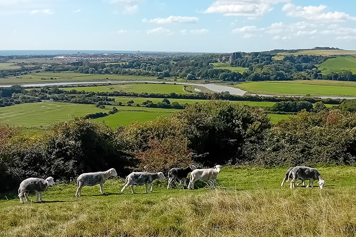 Mill Hill, Shoreham - Herdwick sheep grazing on the hill (with the River Adur in the distance)