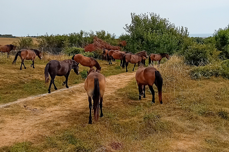 Mill Hill, Shoreham - Exmoor ponies grazing