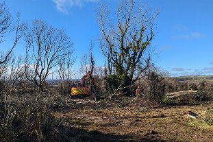 Ash dieback